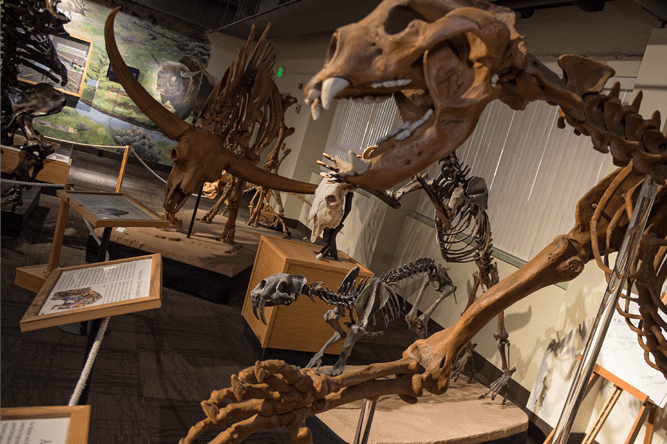 Idaho Museum of Natural History in Pocatello
