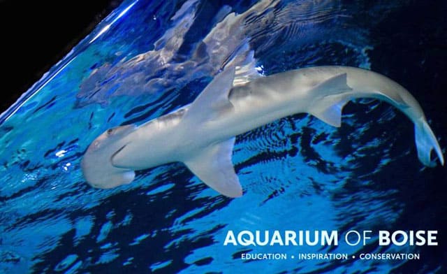 Aquarium of Boise