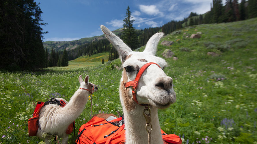 Wilderness Ridge Trail Llamas 