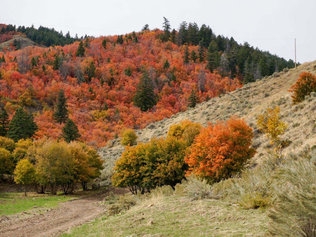 35 Absolute Best Things to Do in Idaho in Fall
